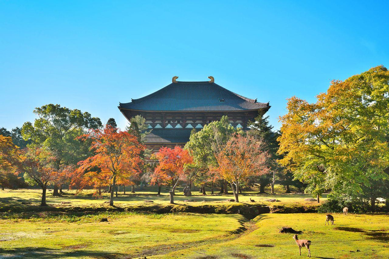 Osaka:Nara & Uji In-depth One-Day Tour丨Deer Feeding
