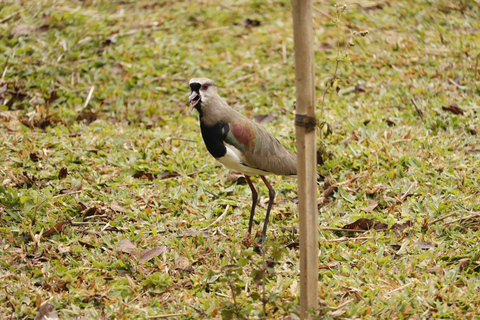 San Paolo: Escursione nella foresta atlantica con un biologoSan Paolo: Escursione di un giorno nella foresta atlantica con un biologo