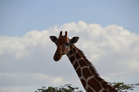 Nairobi: Ol Pejeta Conservancy Day Trip with Game Drives