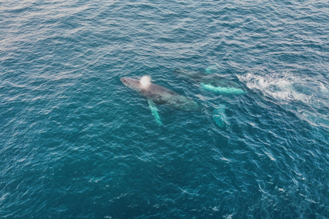 Whale Watching Maputo