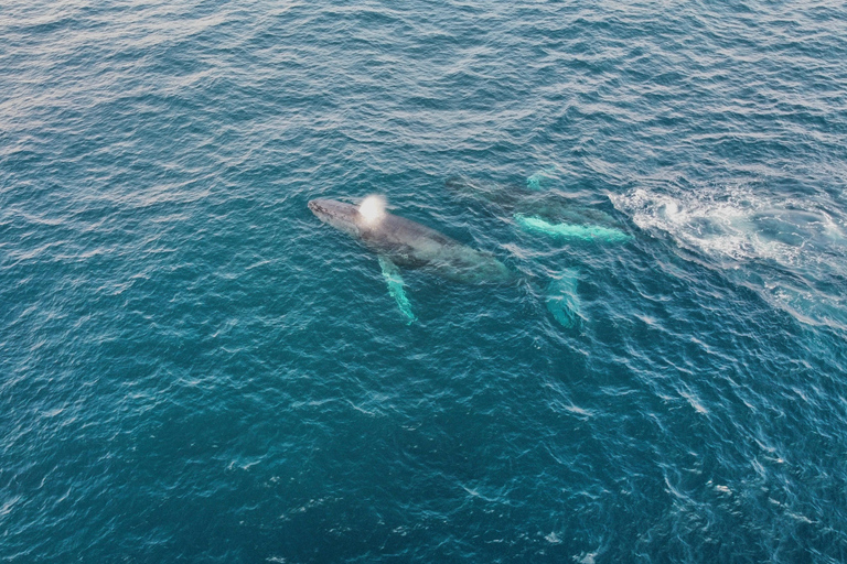 Whale Watching Maputo