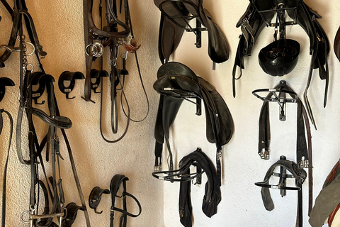 El Cotillo: Sunset Cliff Horseback Ride with Drink