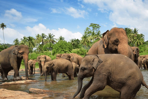 Day Tour to Elephant Orphanage / spice garden