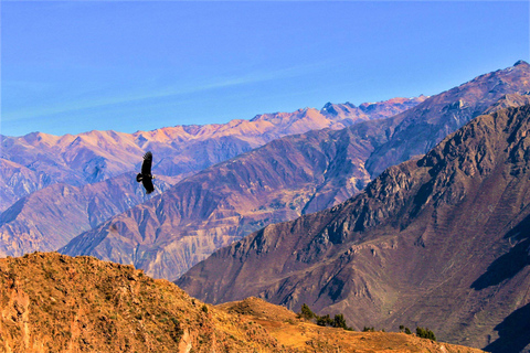 Exkursion zum Colca Canyon 2 Tage 1 Nacht in Chivay