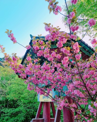 Visit King Cherry Blossom at Gaesimsa & Munsusa and Suwon Hwaseong in Suwon