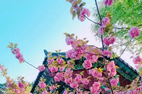 Re Ciliegio in fiore a Gaesimsa & Munsusa e Suwon Hwaseong