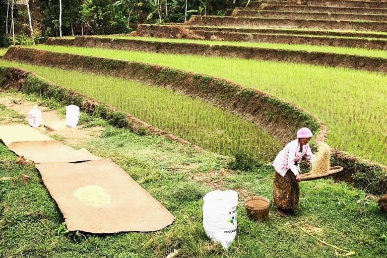 Yogyakarta: Tempio di Selogriyo e terrazza di riso Soft Trekking