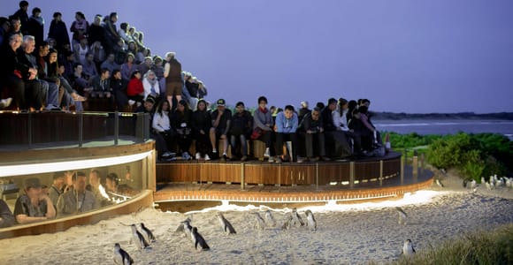 Phillip Island Penguin Parade & Wildlife Tour – Max 11