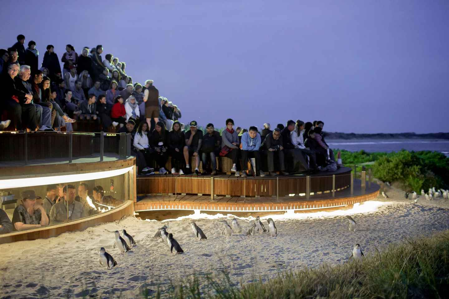 Phillip Island Penguin Parade & Wildlife Tour ? Max 11 - Luxury Phillip Island Tour with Penguin Plus