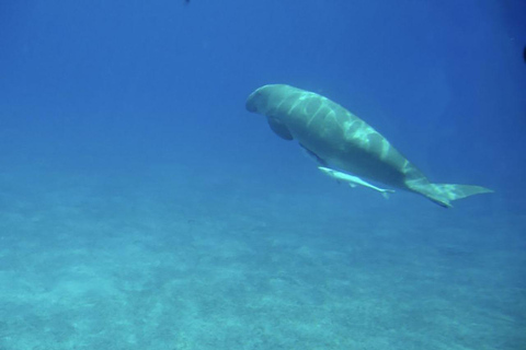 Makadi Bay: Royal Seascope Submarine Cruise & Snorkel stop Submarine Cruise with hotel pickup