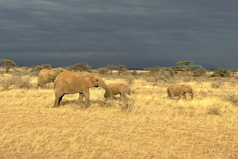 3 Days, 2 nights safari to Samburu National Reserve 3 Days private safari in a 4x4 Landcruiser jeep