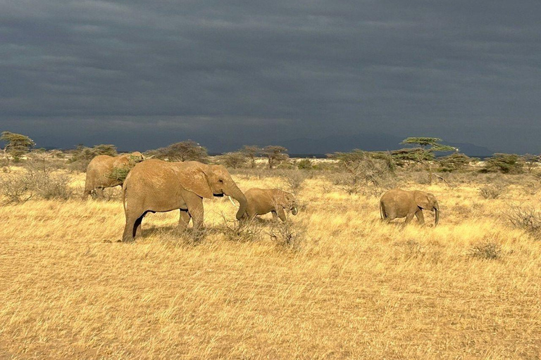 3 Days, 2 nights safari to Samburu National Reserve 3 Days private safari in a 4x4 Landcruiser jeep