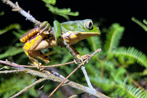 São Paulo: Forest Night Walk Tour with a Biologist