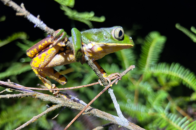 São Paulo: Forest Night Walk Tour with a Biologist