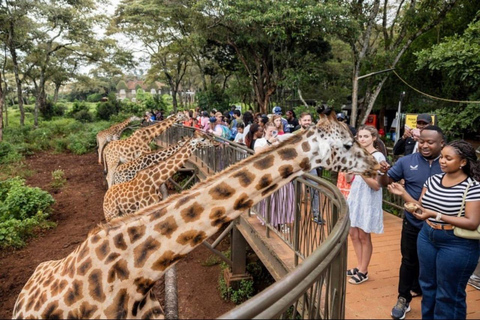 Ciej Tours 9 Daagse Gorillatrektocht en Nanyuki, Mt Kenia