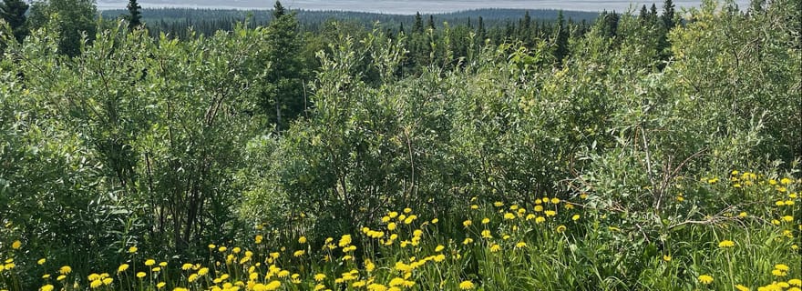 Lac glaciaire, cascade et forêt tropicale. La beauté de Turnagain !