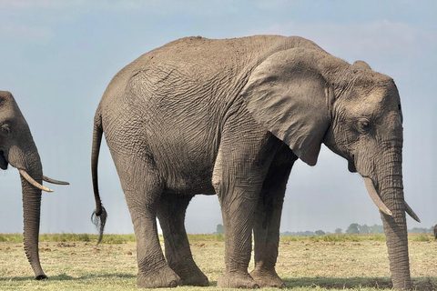 From Livingstone: Chobe Half-Day Game Drive Safari