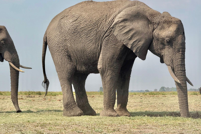 From Livingstone: Chobe Half-Day Game Drive Safari