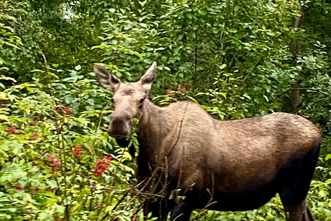 Anchorage: Wildlife Conservation Center & Portage Valley