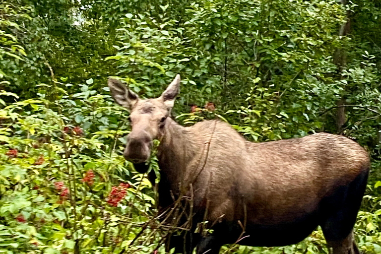 Anchorage: Wildlife Conservation Center & Portage Valley