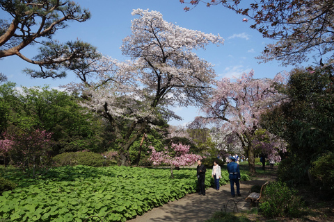 Tokyo: Shinjuku Gyoen National Garden Guided Walking Tour Small Group Tour