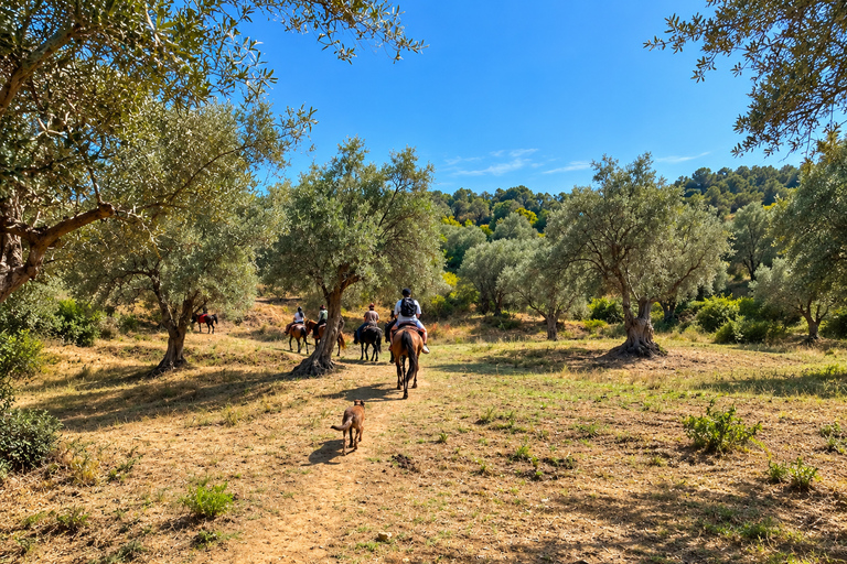 Tirana, Durrës, or Golem: Countryside Horseback Riding Tour