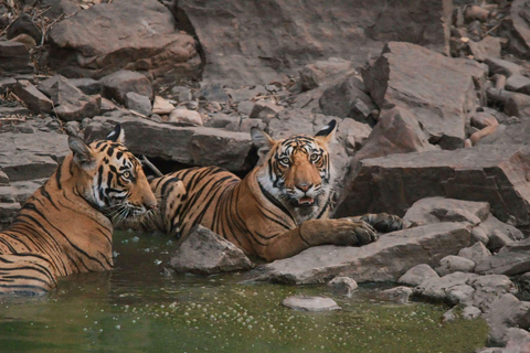 Från Jaipur: Ranthambore Tiger Safari dagsutflykt