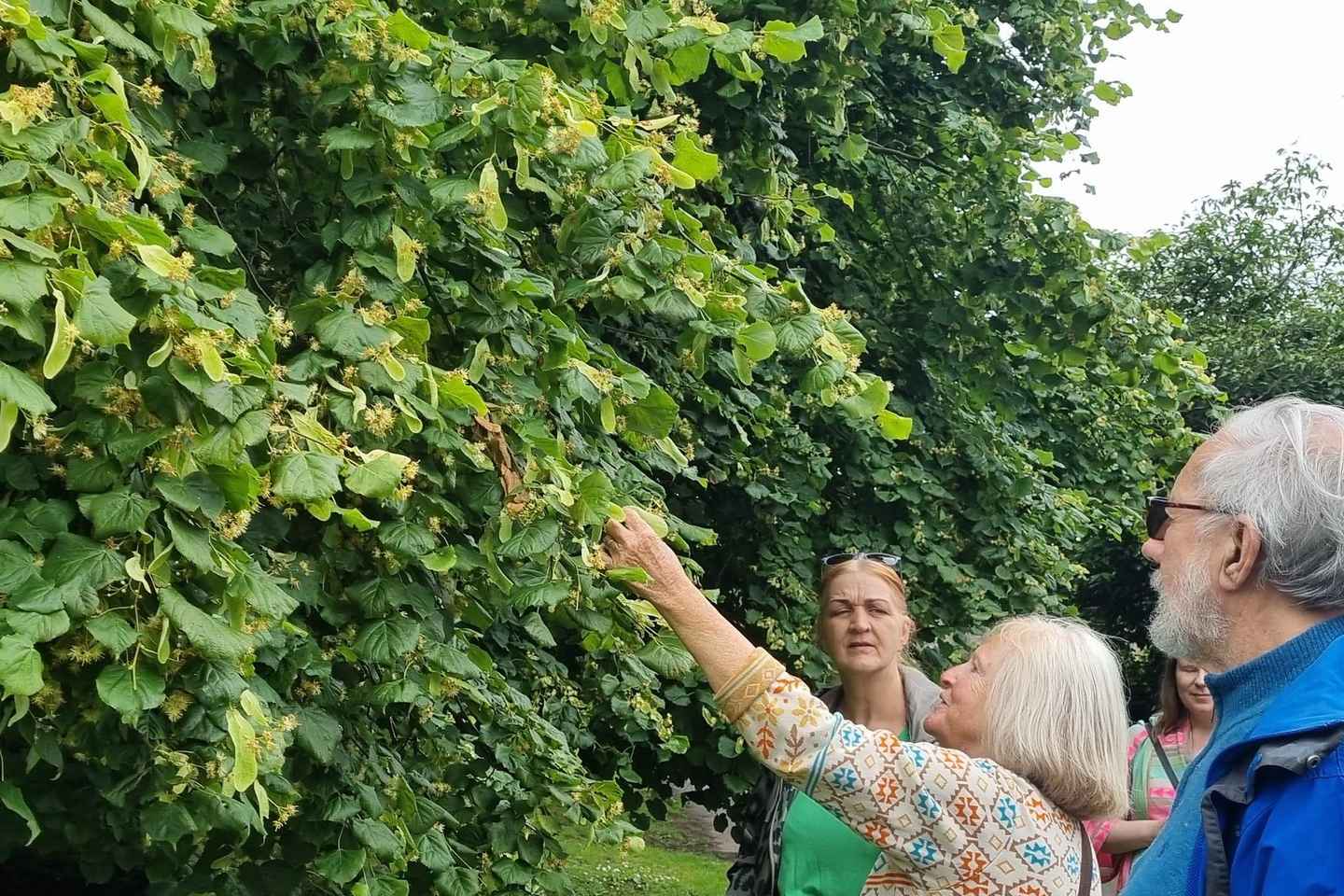 Eine Tour durch Glastonbury - Geleitet von den Bäumen