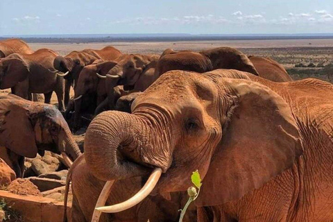 Mombasa/Diani: 2-Day Tsavo East Safari with Meals Private day tour to Tsavo East National Park - VAN