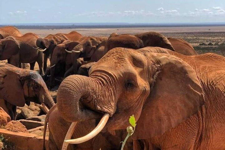 Mombasa/Diani: 2-Day Tsavo East Safari with Meals Private day tour to Tsavo East National Park - VAN