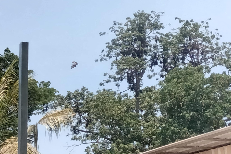 Battambang: escursione alla grotta dei pipistrelli con giro sul treno di bambùTreno serale Bamboo Train, pioggia, grotta dei pipistrelli giganti e grotta dei pipistrelli