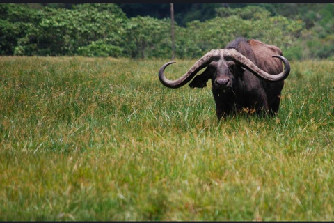 Addis Abeba: wycieczka do kościoła Chebera Churchura i Parku Narodowego MazeAddis Abeba: Wycieczka do kościoła Chebera Churchura i Parku Narodowego Maze