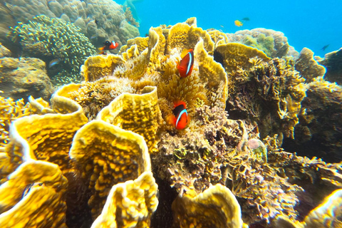 Excursion exclusive de pêche et de plongée en apnée à Lombok à travers 4 gilis