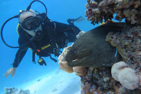 Hurghada: Dive Experience for Beginners or Certified Divers Full-Day Scuba Diving for Certified Divers