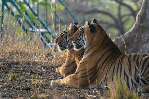 Depuis Jaipur : Safari dans le parc national de Ranthambore avec transferts