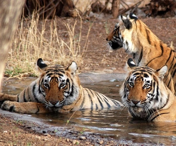 Luxury Ranthambore: Royal Safari with Boutique Resort Stay