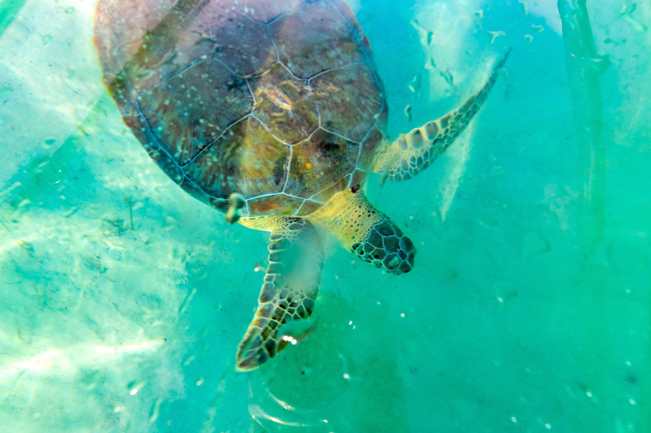 Fuerteventura: Transparente Elektrokajaks mit Guide