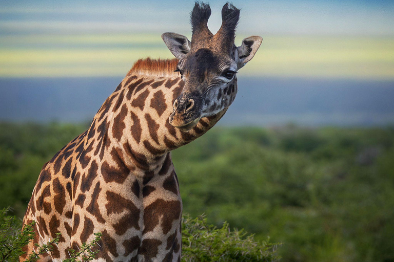 Przejażdżka do Tarangire, Serengeti i krateru Ngorongoro