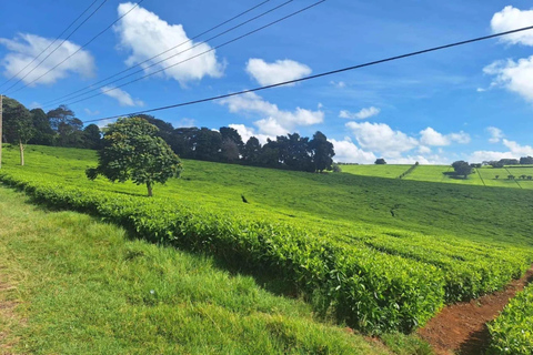 Nairobi: Kiambethu Tea Farm Tour mit Mittagessen und Transfers