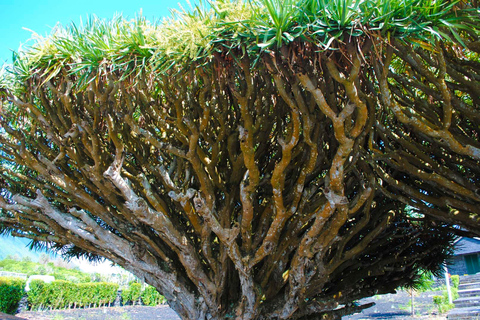 Isola di Pico: tour del vino e dei vigneti con degustazioneIsola di Pico: tour dei vigneti e delle cantine con degustazione