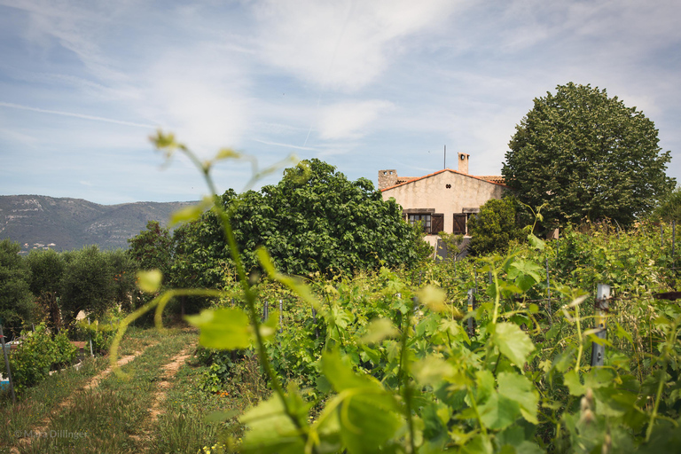Small Group Guided E-Bike Tour in Nice’s Organic Vineyard