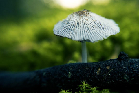 Discover phantom rock art in the archaeological park of Facatativá