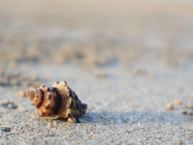 Johor: Desaru Beach Life and Tidepool Discovery