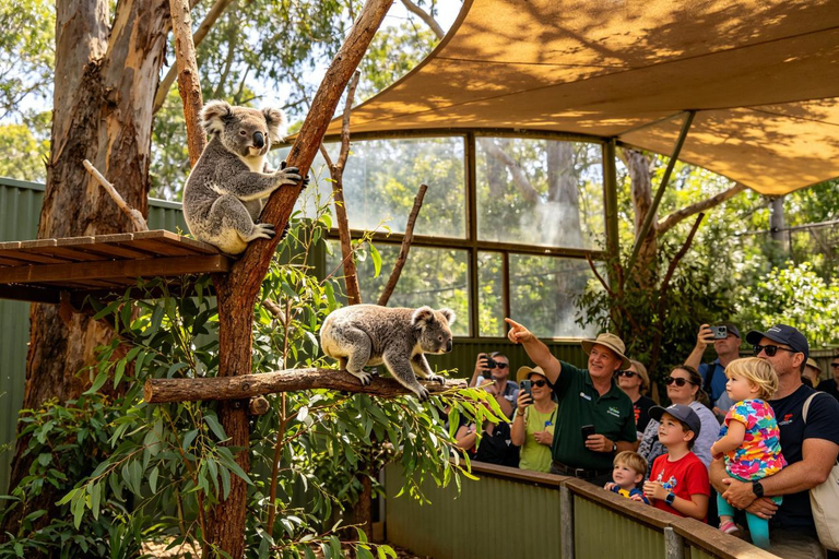 Brisbane: Lone Pine Koalas & Aussie Wildlife Guided Tour