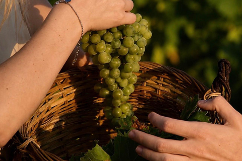 Vini Cassarà: Tour with Wine and Limoncello Tasting