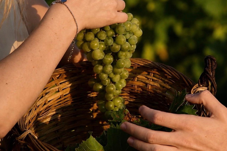 Vini Cassarà: Tour with Wine and Limoncello Tasting