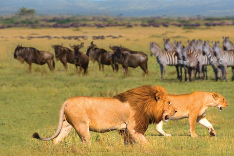 Från Arusha: 3-dagars safari till Tarangire, Serengeti och ...