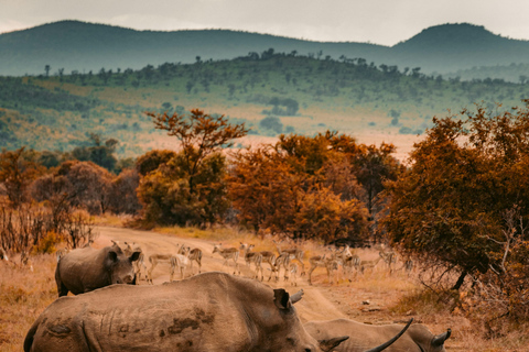 Z Zanzibaru: 2-dniowe safari w Serengeti z lotami krajowymi