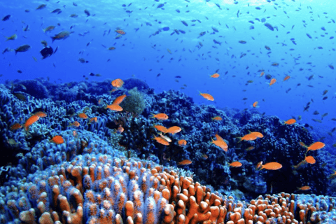 Kerama Islands: Snorkeling day tour - Photos, Meal & Pickup Included - Image 2