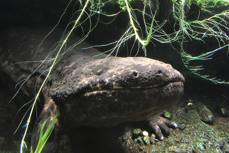 Nagoya: Soni Highlands & Akame 48 Waterfalls Guided Hike